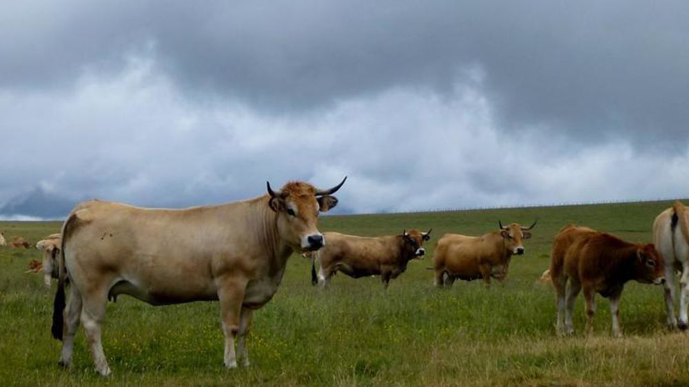 © Valérie Scarlakens/GFA